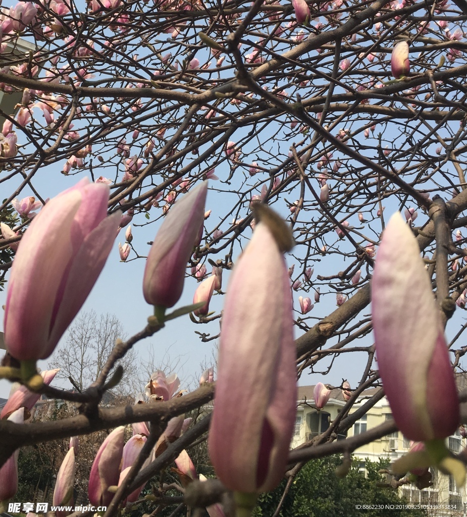 玉蘭花1
