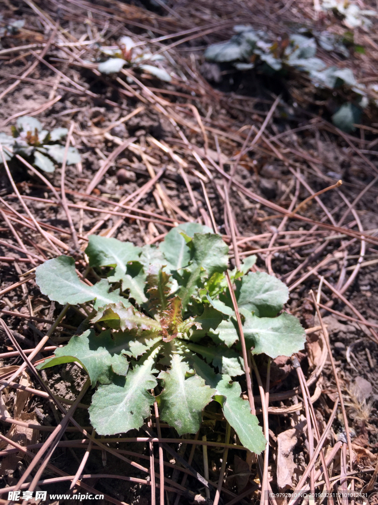 苦菜