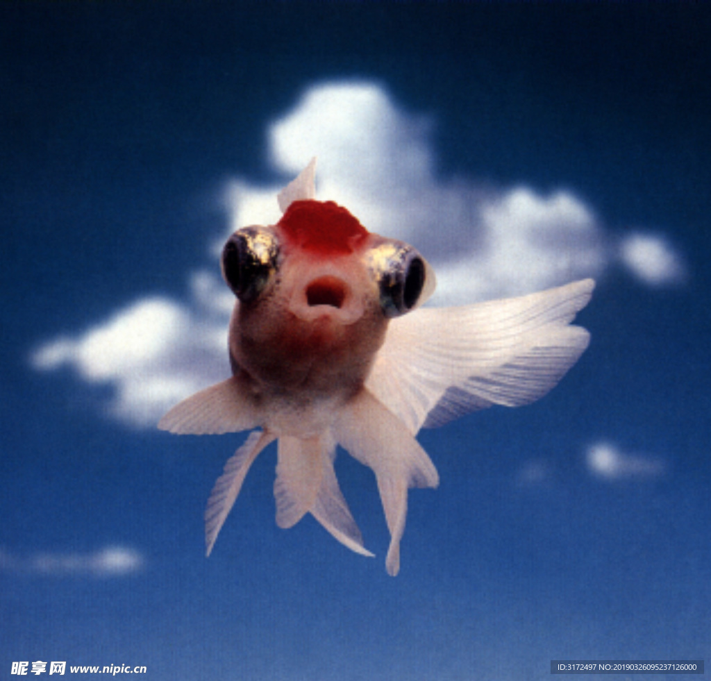 天空中的魚
