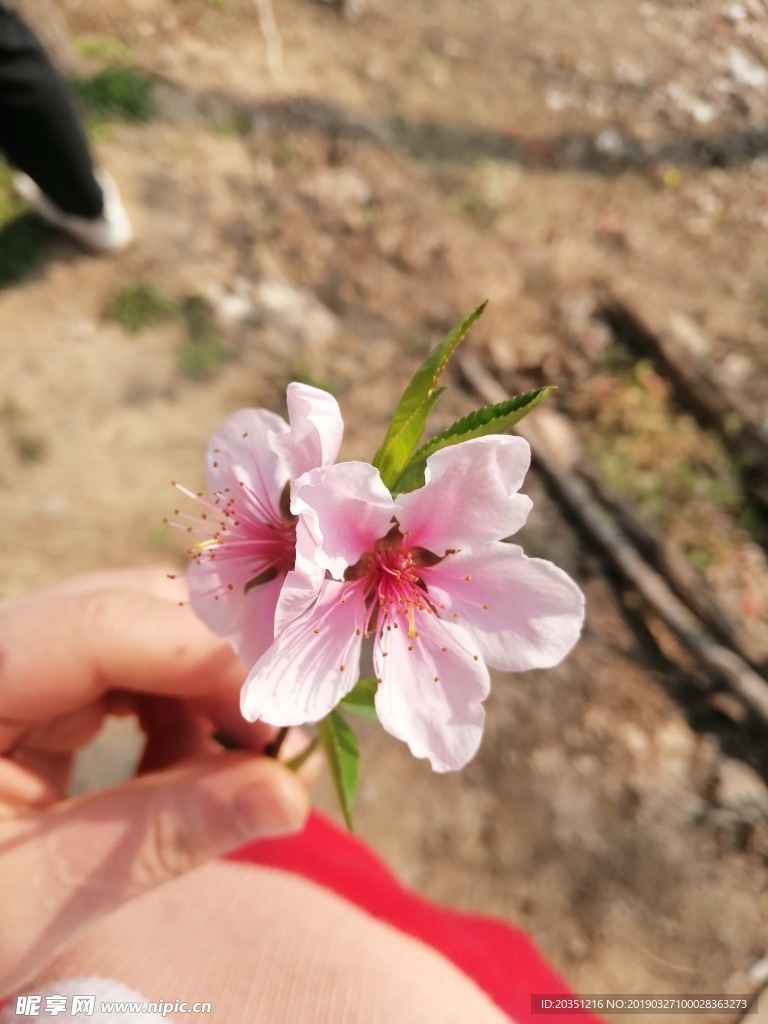 桃花  春色