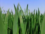 绿色麦田 自然 小麦  春天