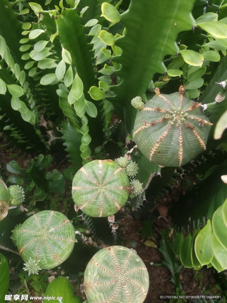 布紋球嫁接