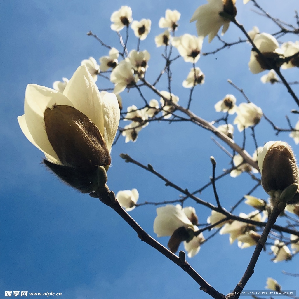 玉蘭花