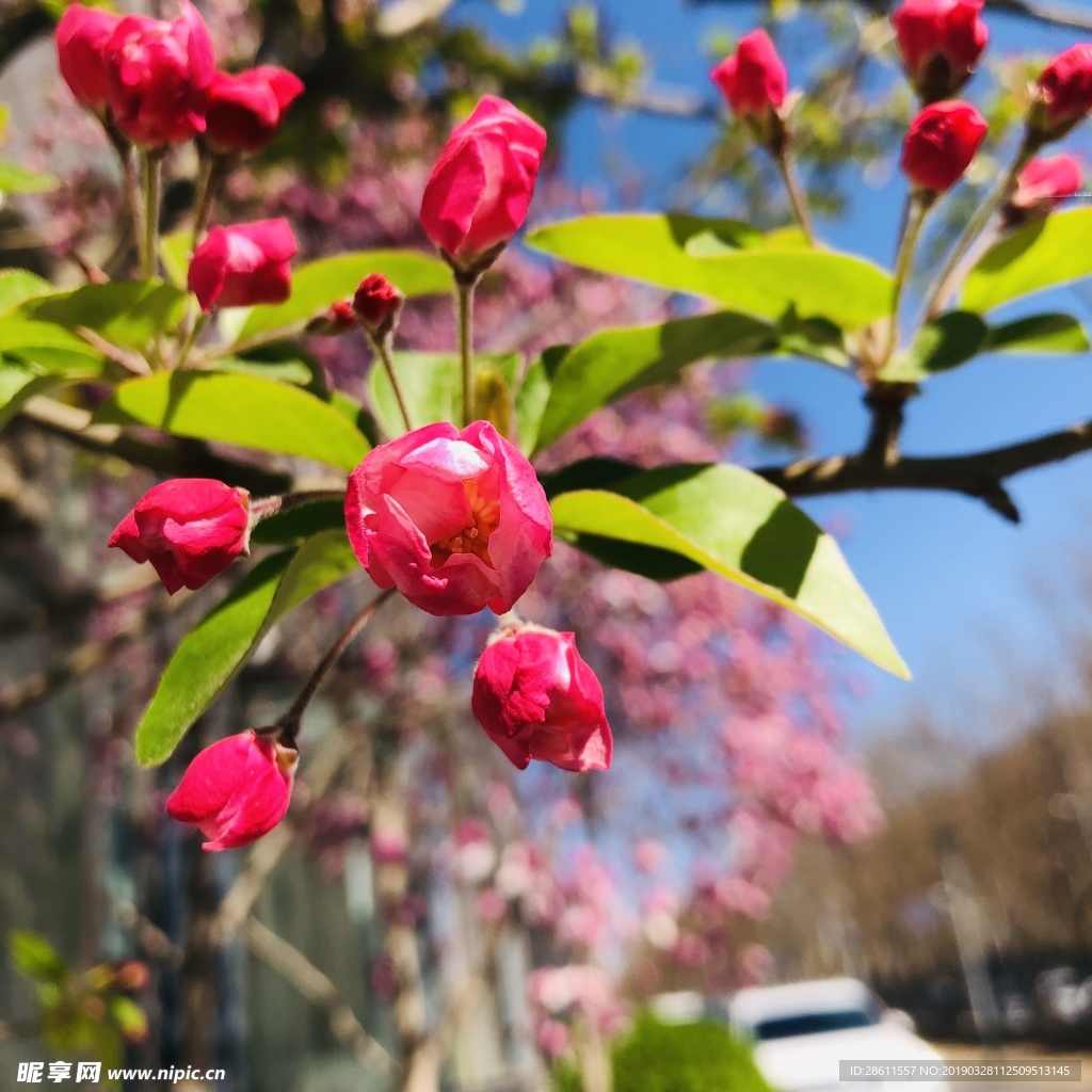 桃花