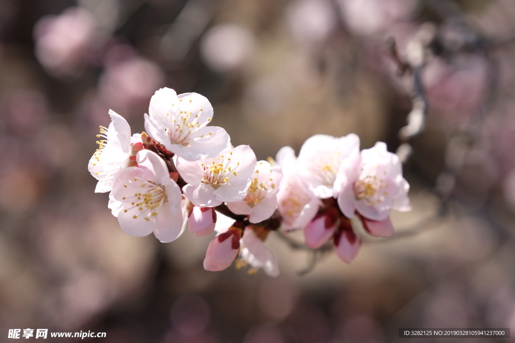春天的花