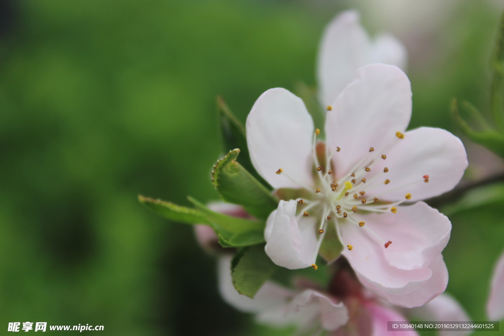 桃花