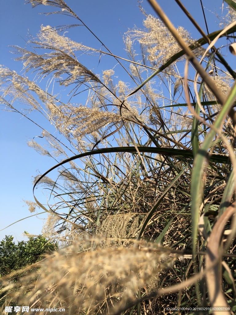 稻草