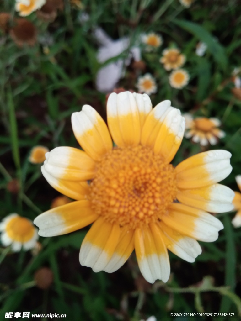 菊花