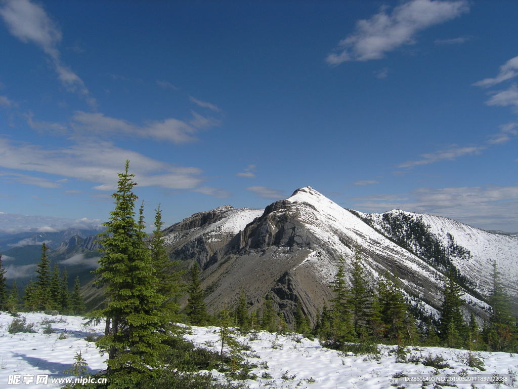 雪山雪松