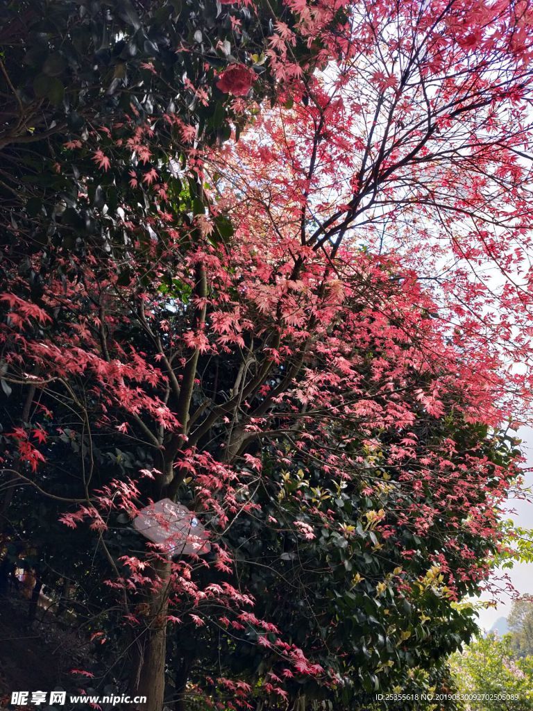紅色茶花 漂亮茶