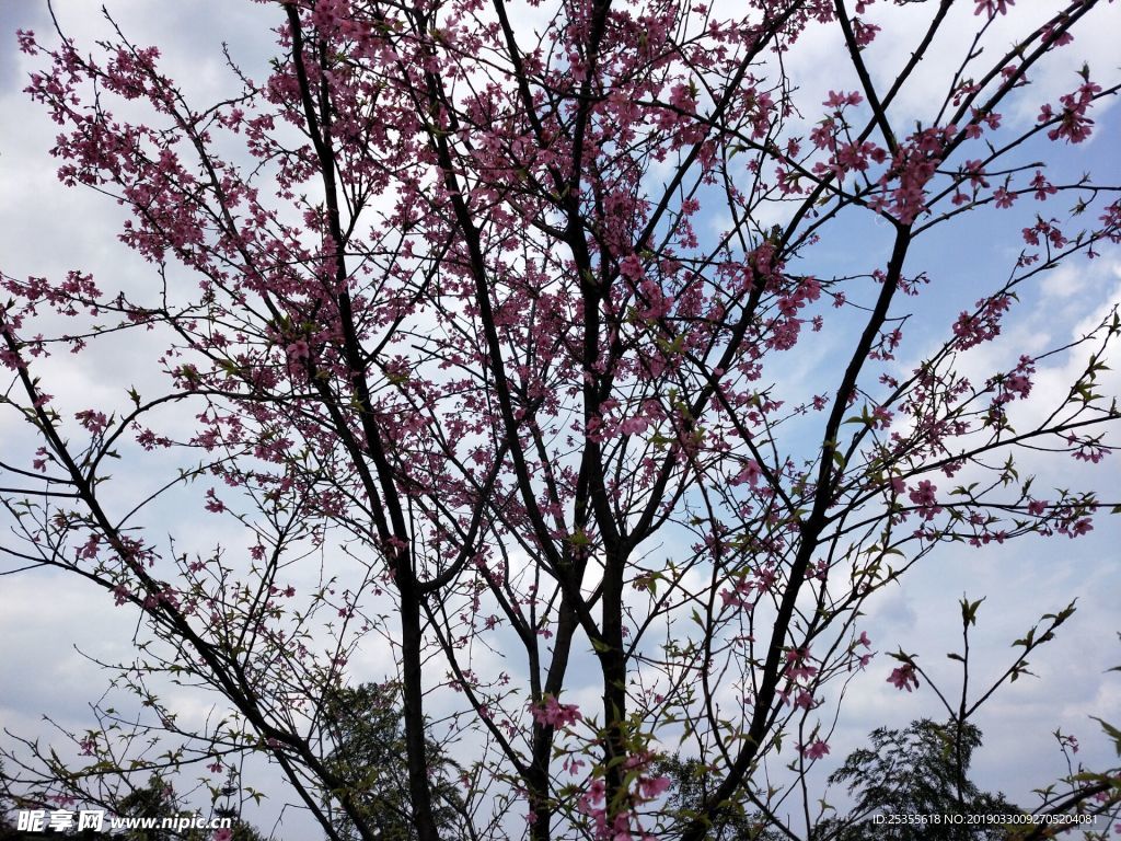 茶花