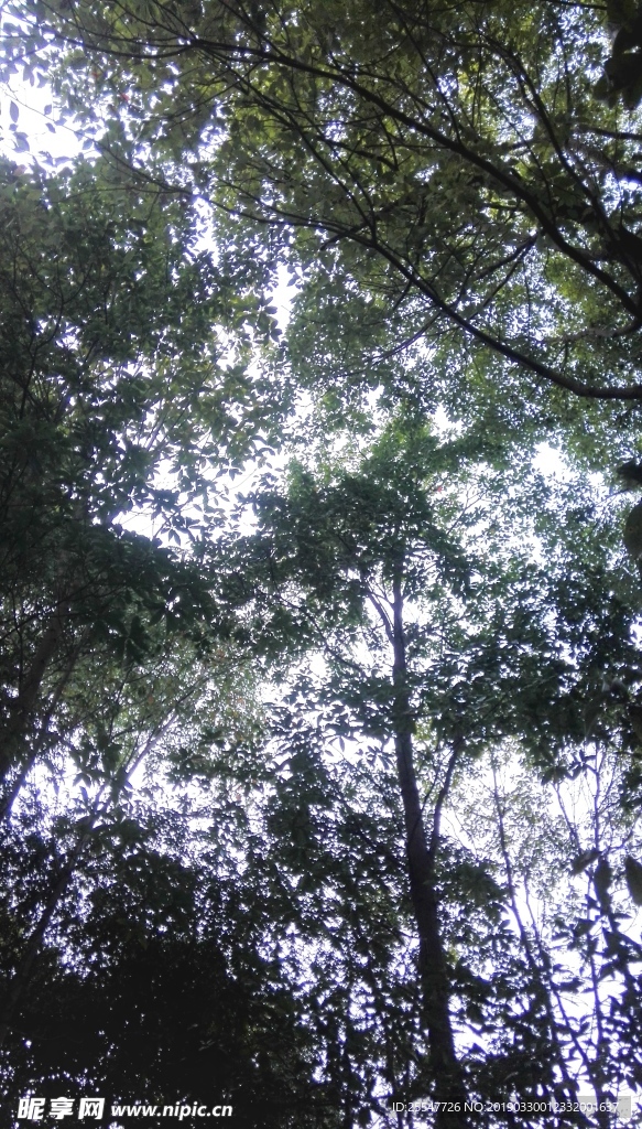 樹