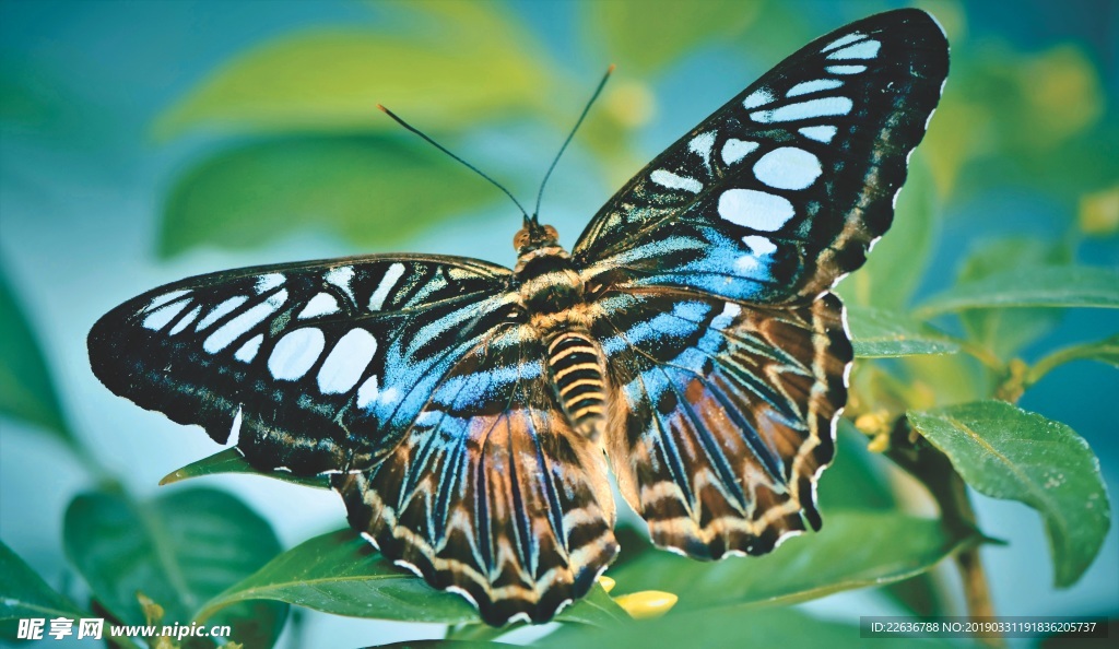 热带蝴蝶昆虫动物世界8k图片