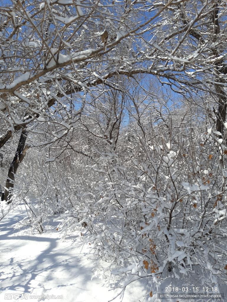 雪后