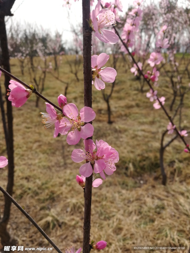 春暖花開