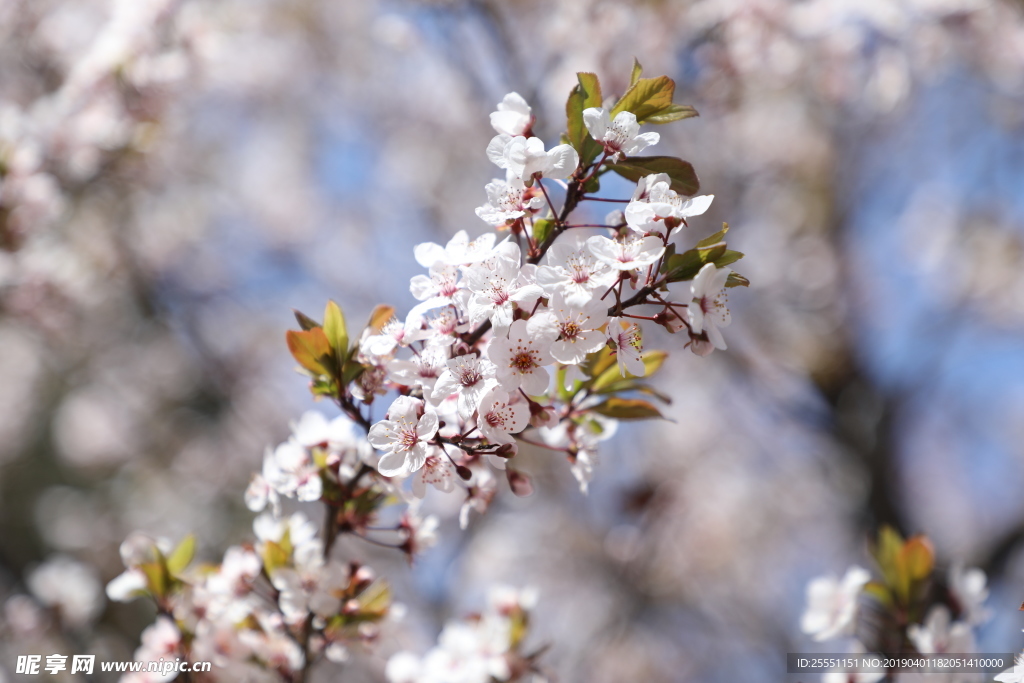 桃花