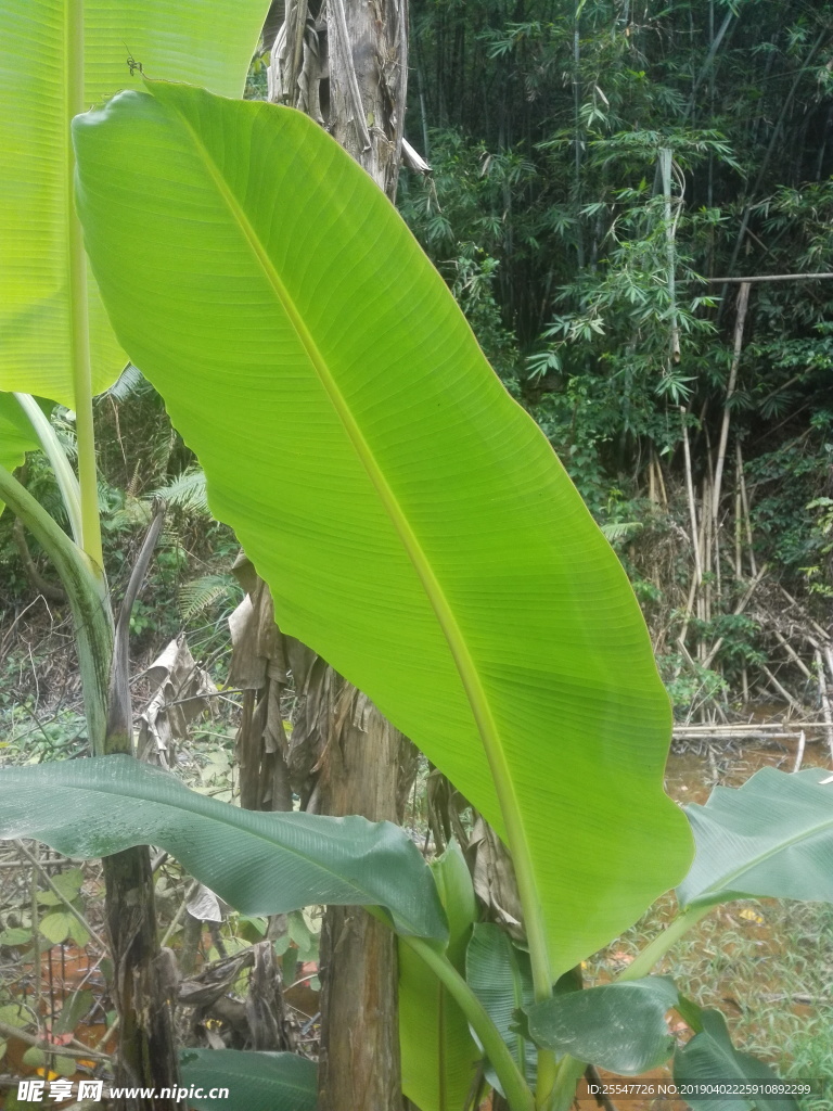 芭蕉葉