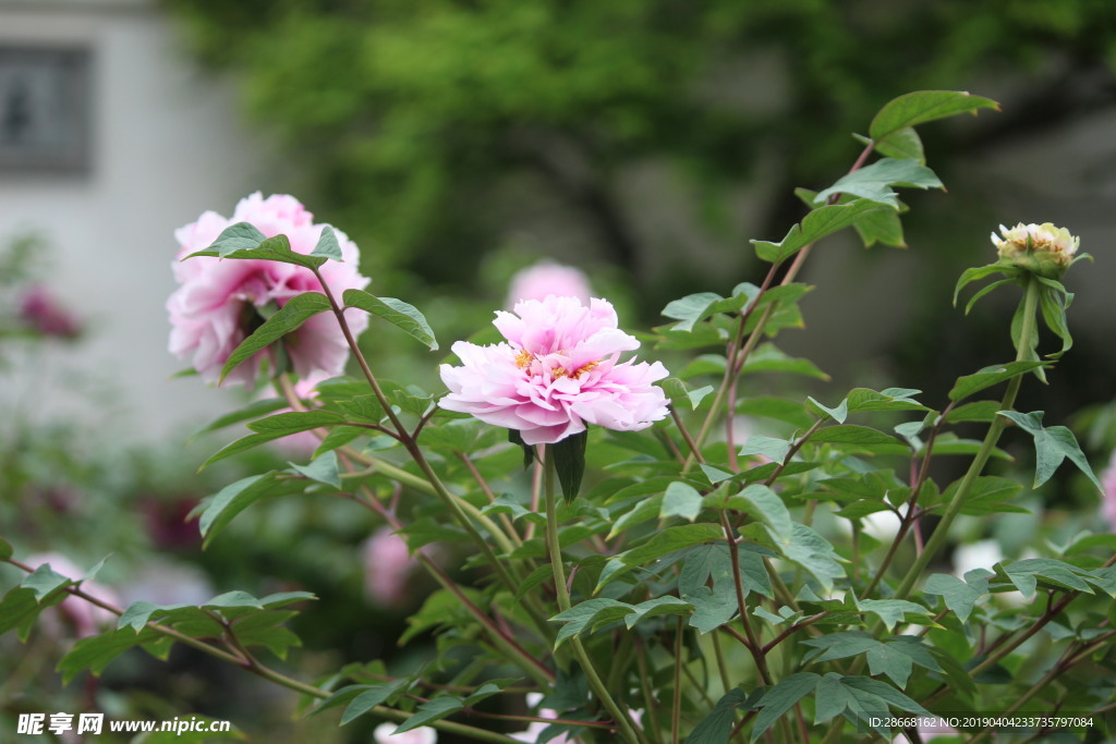 月季花朵