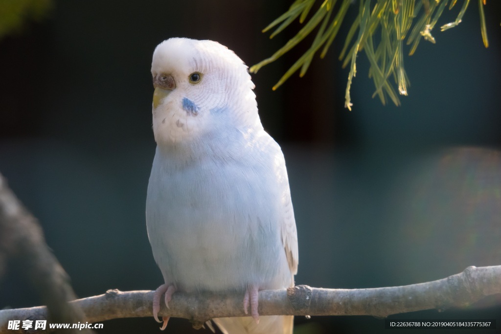 白色长尾鹦鹉鸟图片素材4k图片