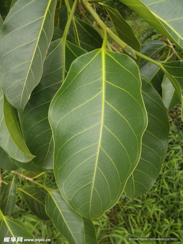 葉