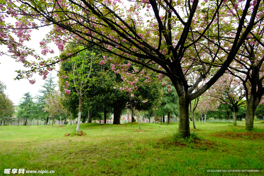 櫻花公園