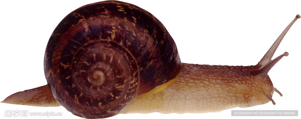 蜗牛=