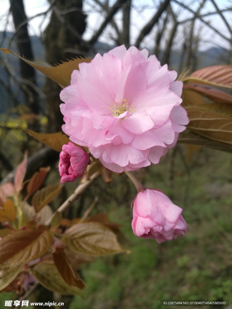 櫻花
