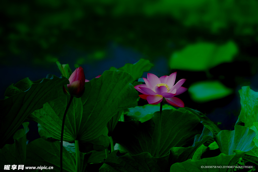 出水芙蓉