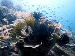 海底生物世界