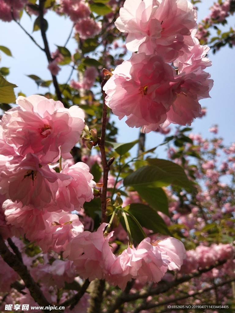 櫻花