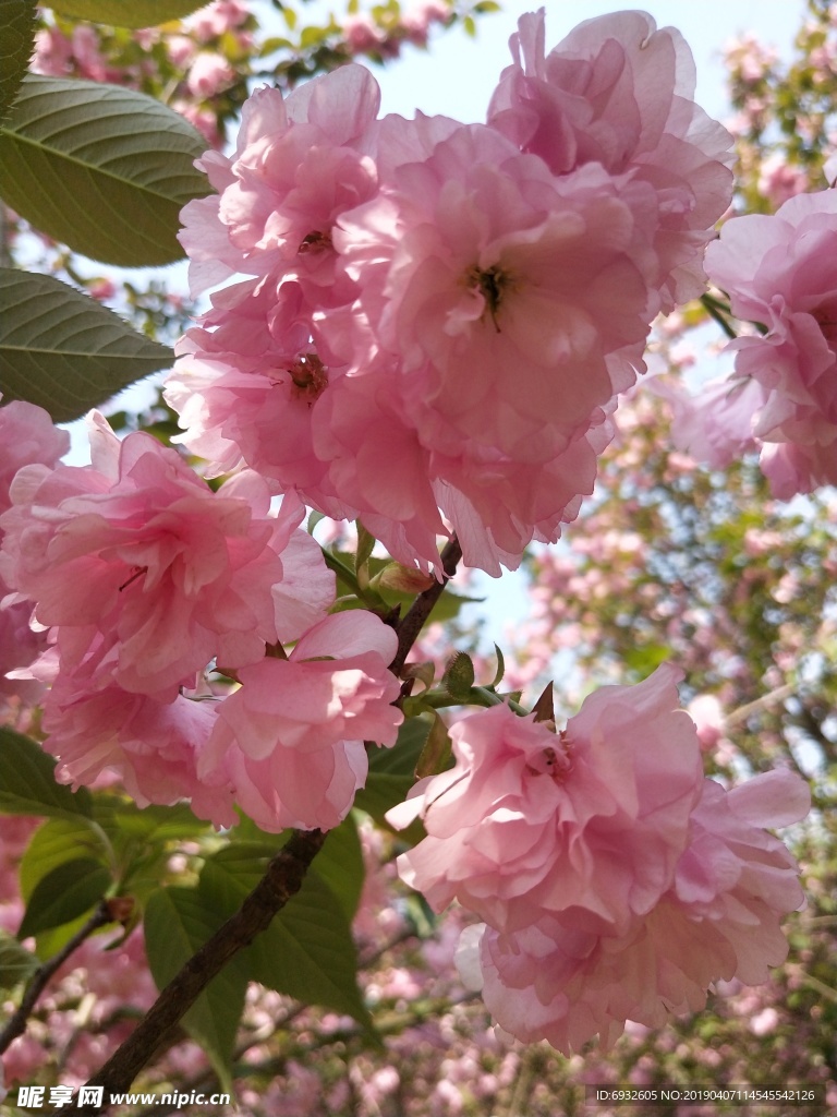 櫻花