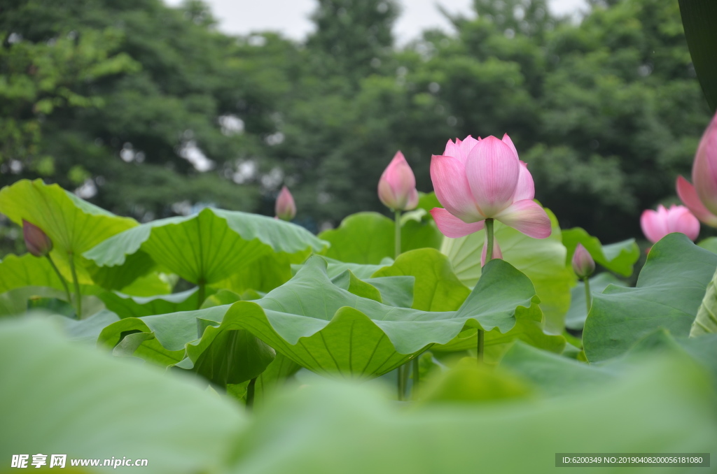 池塘荷花