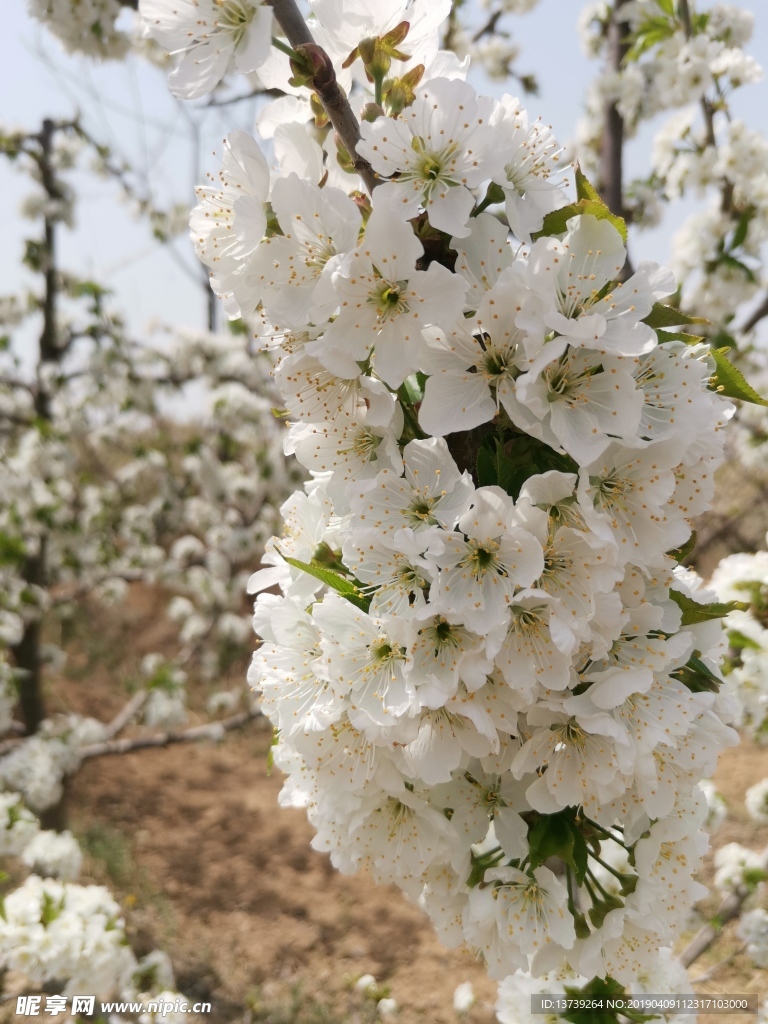 櫻桃花