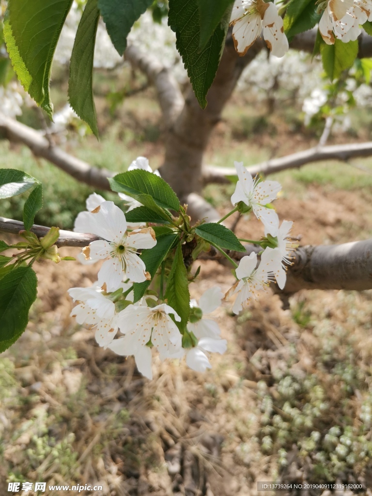 櫻桃花