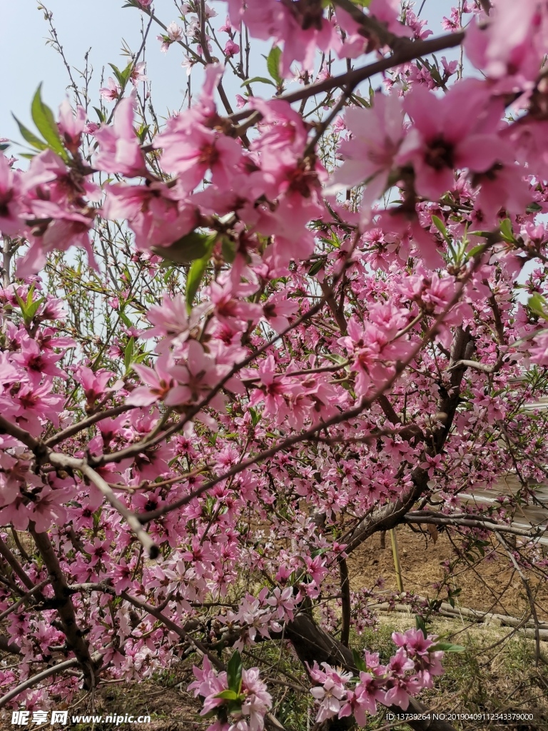 桃花