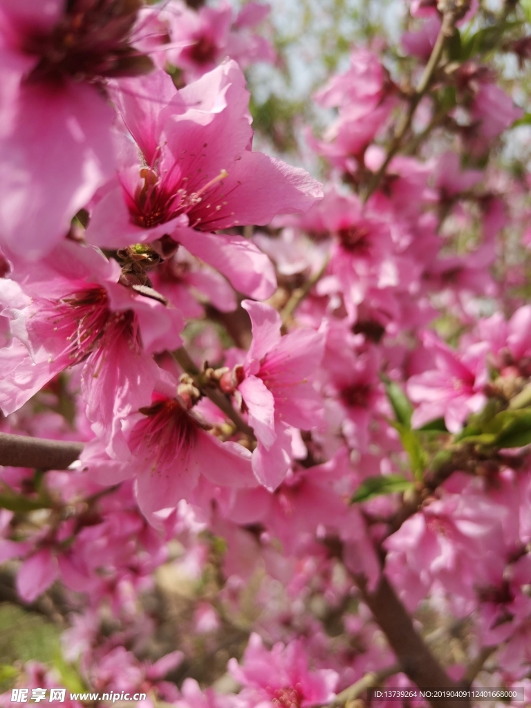 桃花
