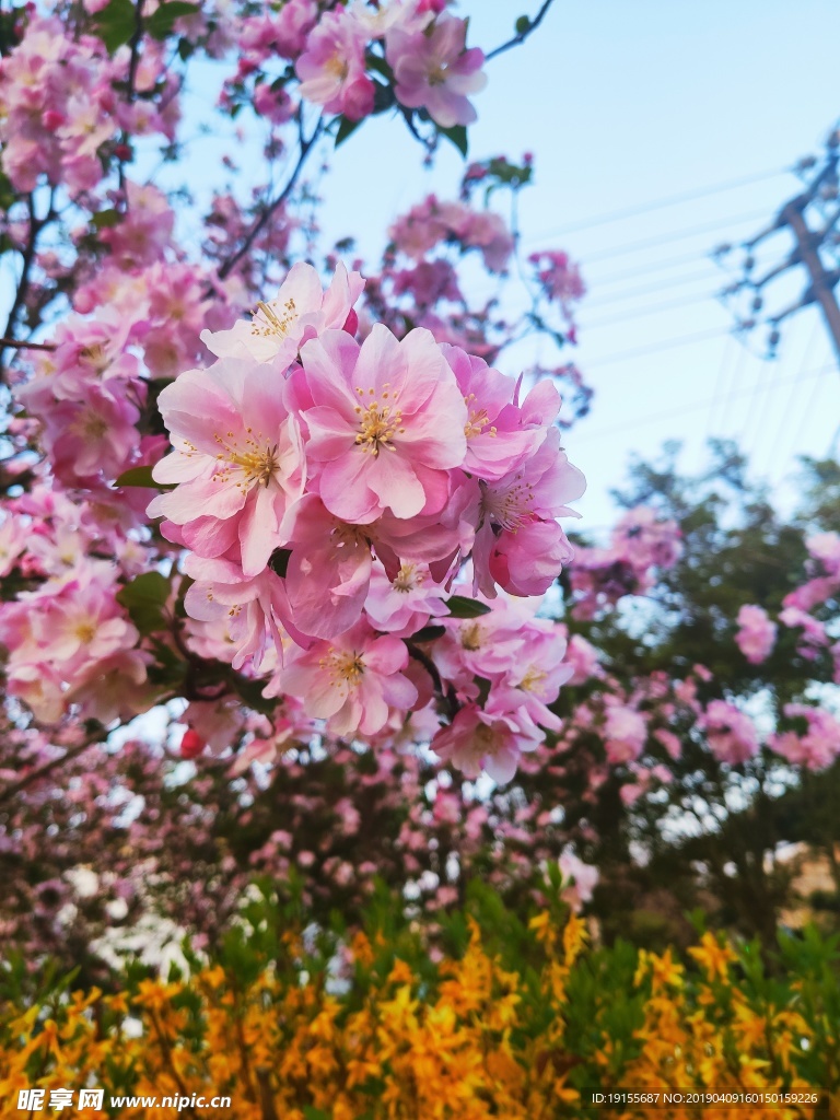 桃花