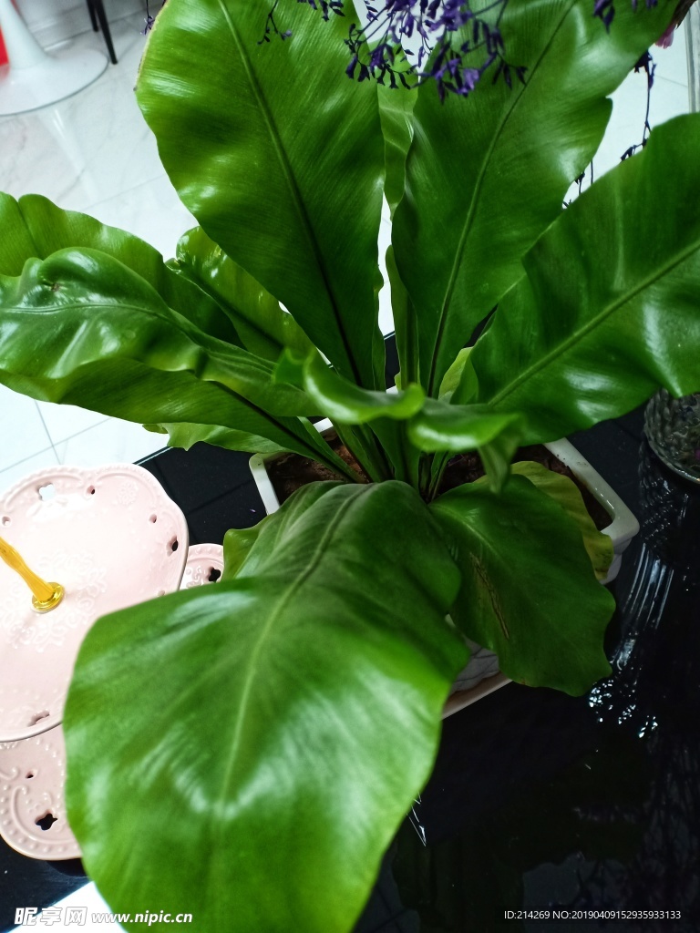一盆綠植
