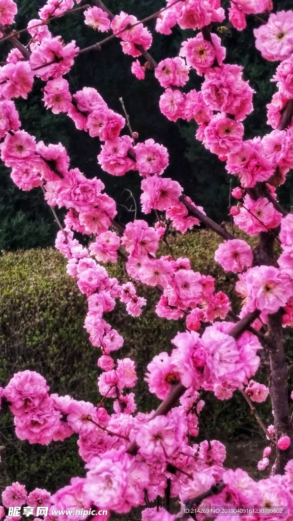 桃花美景