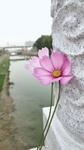 江 河 红花