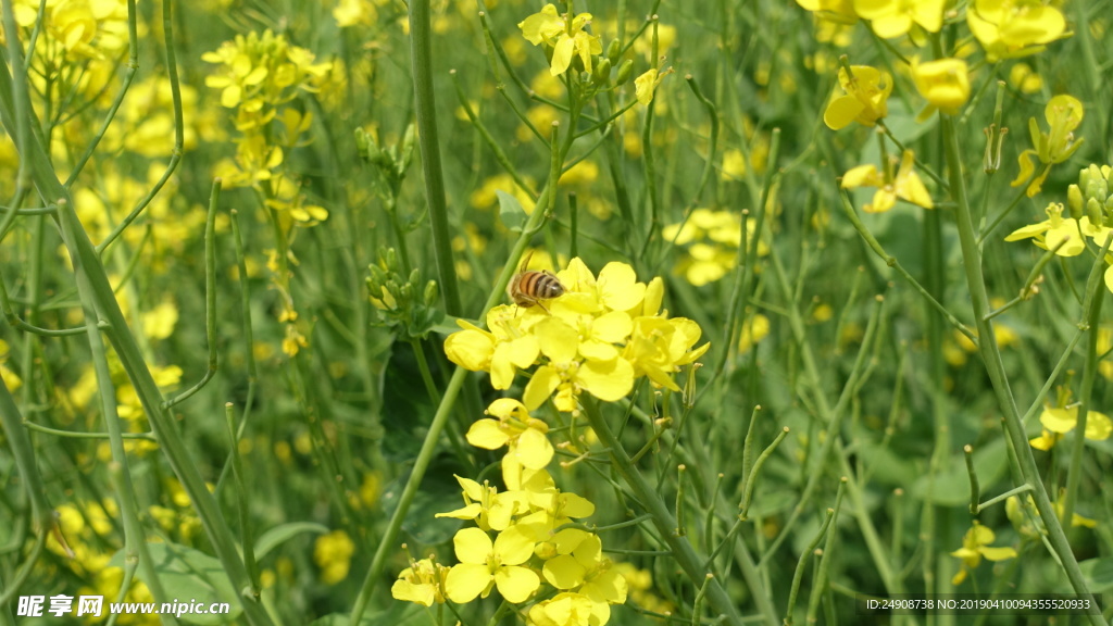 蜜蜂