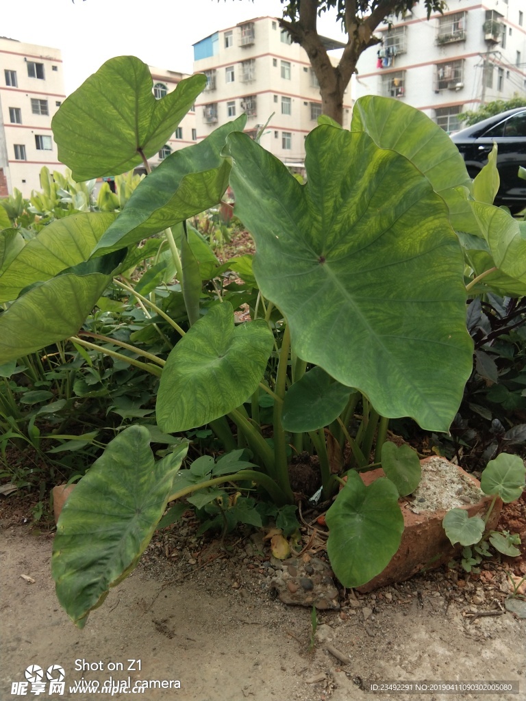 香芋
