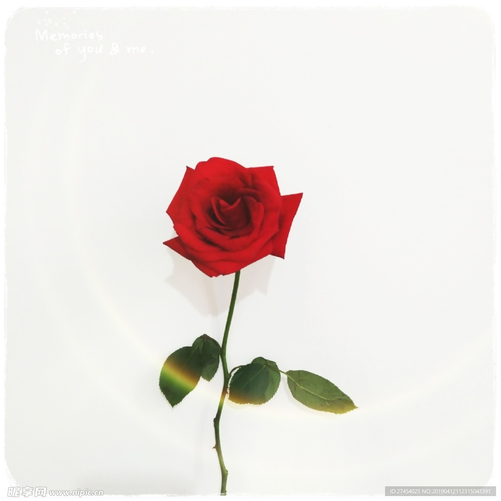 玫瑰花