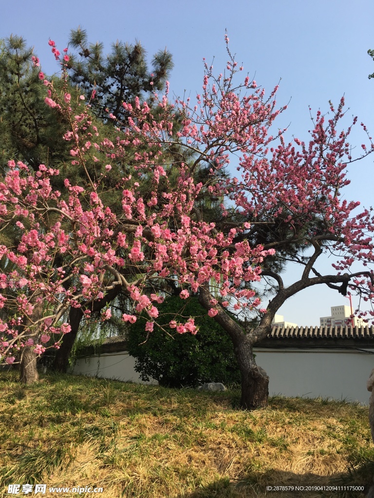 大觀園景色 景觀 房檐