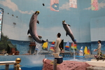 海豚表演