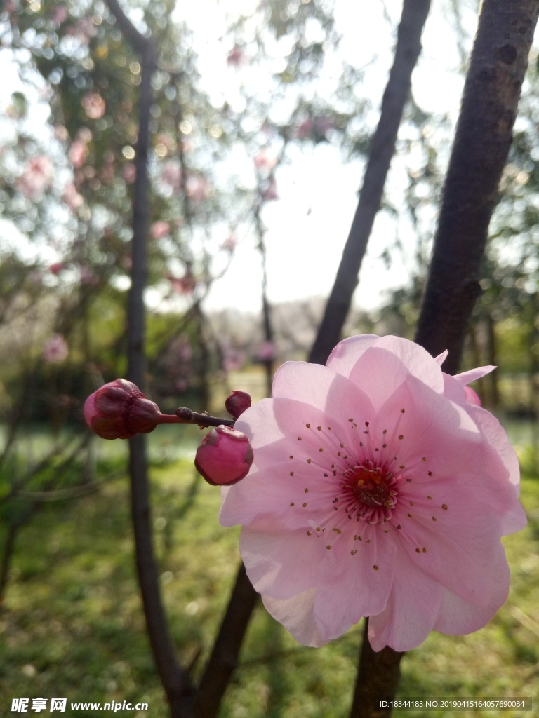 桃花
