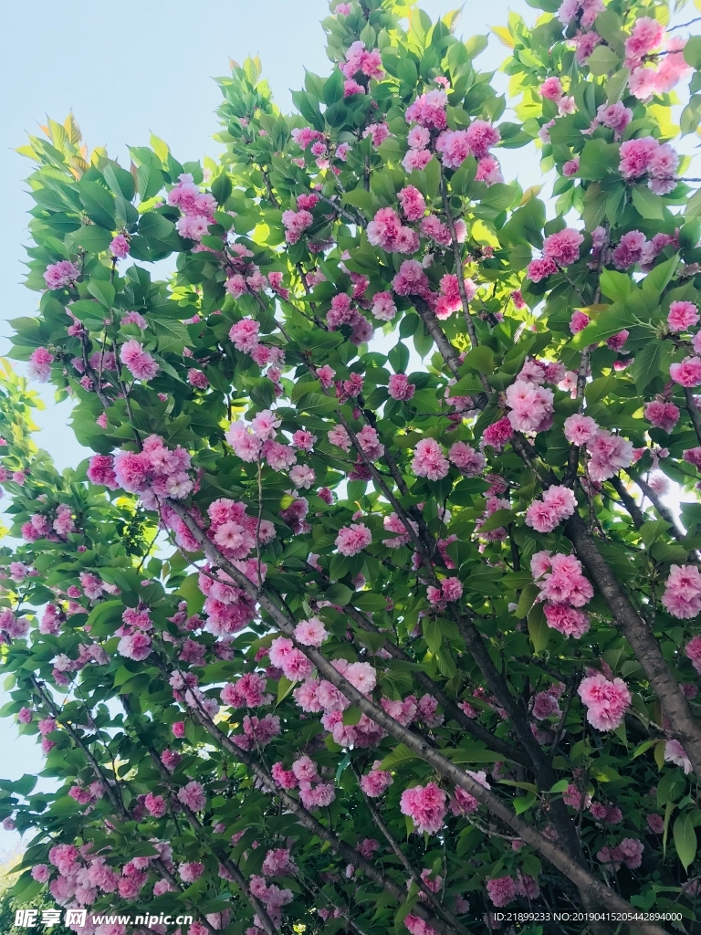 櫻花