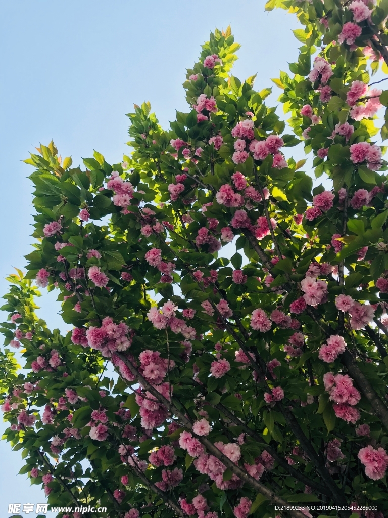 櫻花