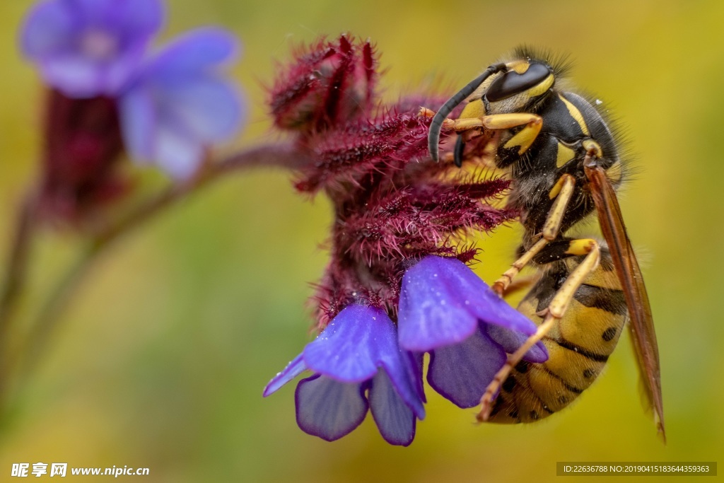 花朵蜜蜂动物8k图片素材壁纸