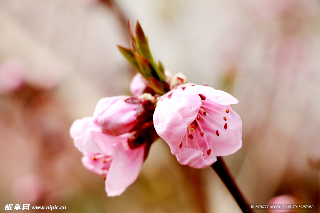 桃花